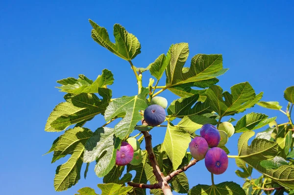 Sonbahar. Yapraklı incir ağacı dalı (Ficus carica) ve mavi gökyüzüne karşı renkli meyveler