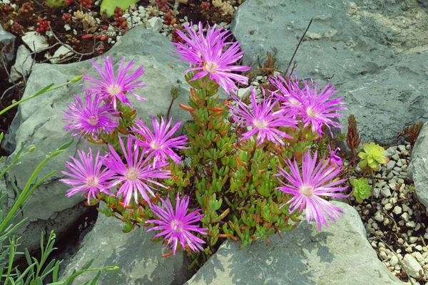 Roze Bloemen Van Sappige Vaste Plant Van Carpobrotus Acinaciformis Elands — Stockfoto