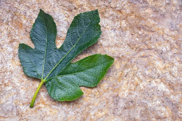 Fig leaf. Green leaf of fig tree on stone background. Copy space