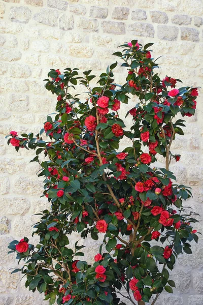 Camellia Struik Met Rode Bloemen Lentedag Tegen Stenen Muur — Stockfoto