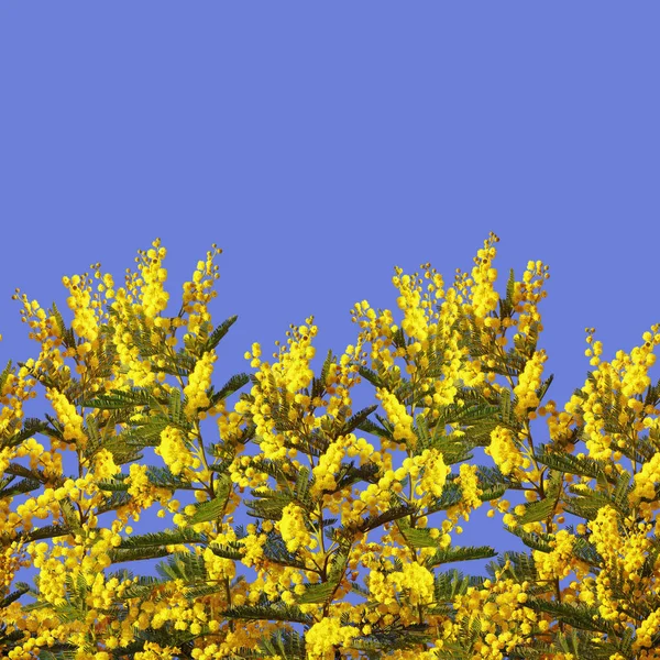 Voorjaarsgrens Gele Bloemen Van Acacia Dealbata Blauwe Achtergrond — Stockfoto
