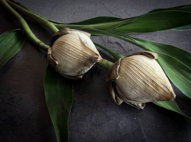 Siyah ahşap masa üzerinde kuru lotus