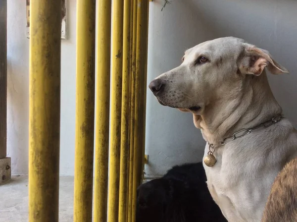 waiting dog in the cage