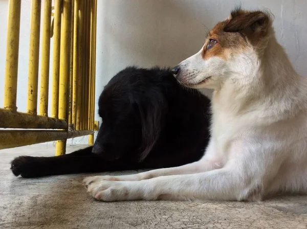 waiting dog in the cage