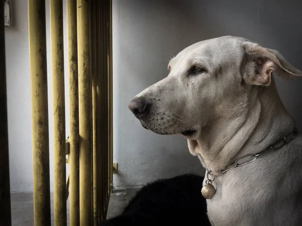 waiting dog in the cage