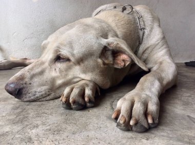 Bekleyen köpek labrador geri almak
