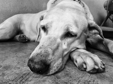 Bekleyen köpek labrador geri almak