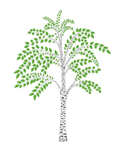 白桦树开花背景矢量 — 图库矢量图片
