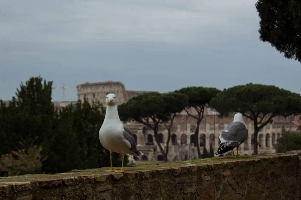 Roma Kolezyumunun önündeki beyaz martı. — Stok fotoğraf