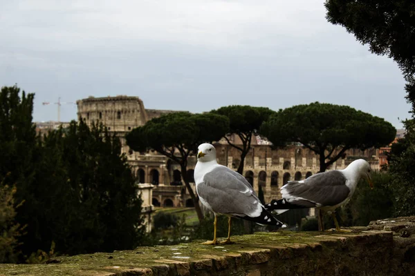 Mouette blanche devant le Colisée Romain — Photo