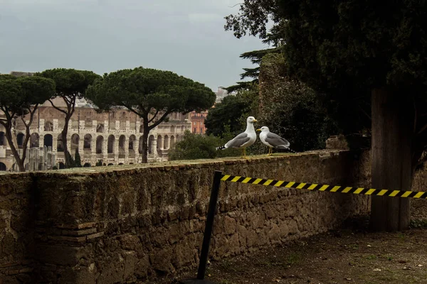 Vitmås framför romerska Colosseum — Stockfoto