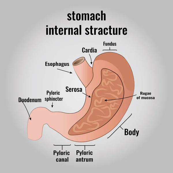 Η ανατομία του ανθρώπινου στομάχου — Διανυσματικό Αρχείο