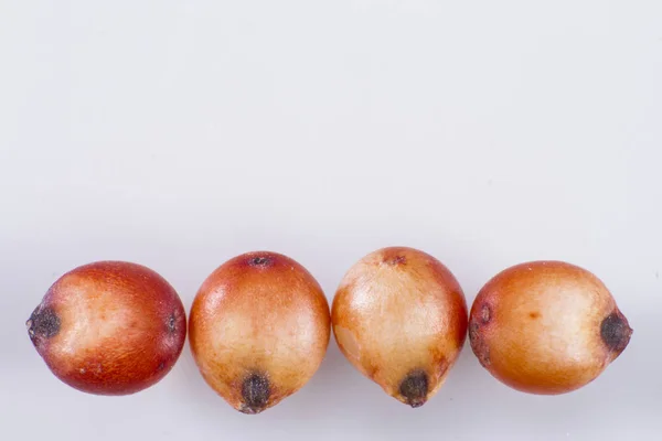 Milhetes formam um grupo de várias culturas de cereais com sementes pequenas — Fotografia de Stock