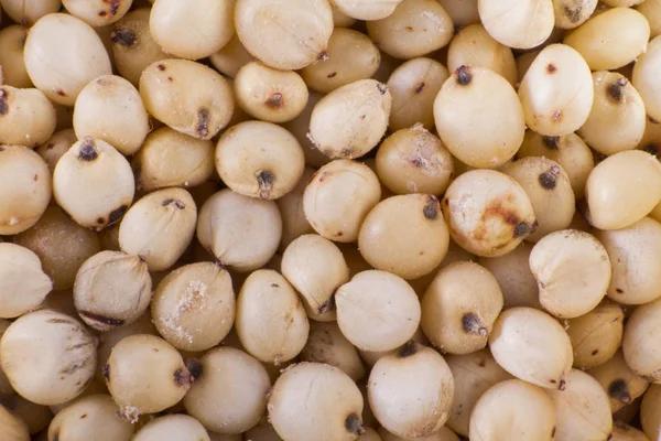 Bir grup küçük tohum ile çeşitli tahıl bitkileri millets oluştururlar