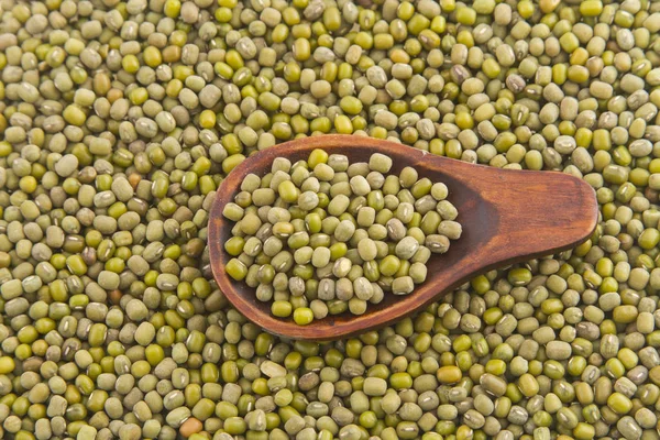 Besleyici mung fasulye