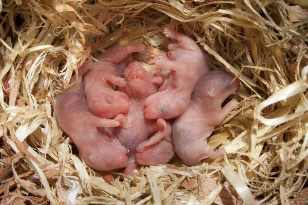Ahşap talaşı üzerinde yeni doğan hamster