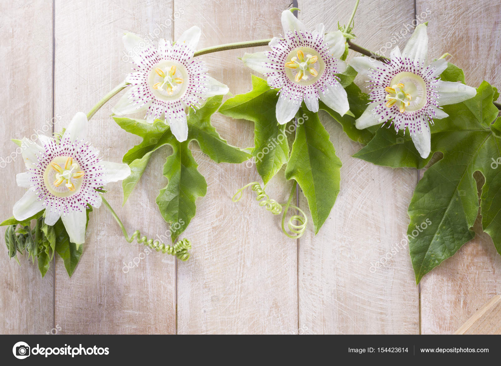 Get Passion Fruit Flower And Leaves On Wood Stock Photo C Cundo Free HD Wallpaper Passion Fruit Flower And Leaves On Wood Stock Photo C Cundo For Android