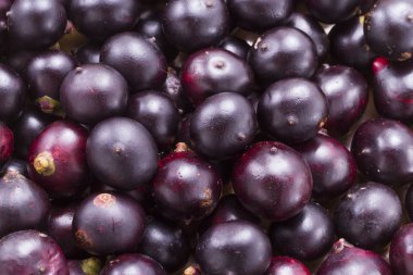 ruits ve acai (Euterpe oleracea Amazon dan kaynaklanan toz)