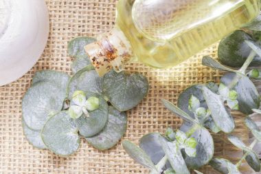 odun özü ve okaliptüs yaprakları