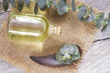 odun özü ve okaliptüs yaprakları