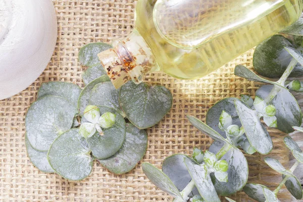 odun özü ve okaliptüs yaprakları