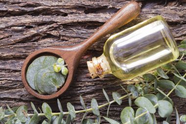 odun özü ve okaliptüs yaprakları