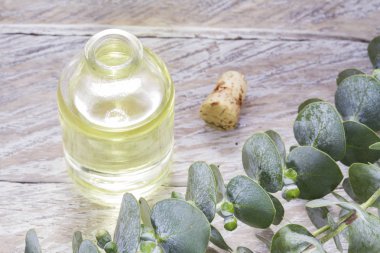 odun özü ve okaliptüs yaprakları