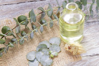 odun özü ve okaliptüs yaprakları