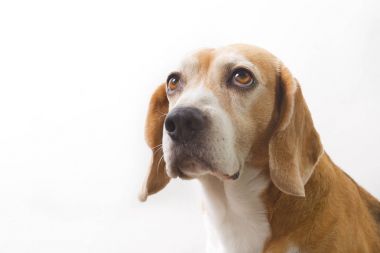Yetişkin av köpeği beyaz arka planda izole edilmiş.