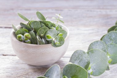 odun özü ve okaliptüs yaprakları