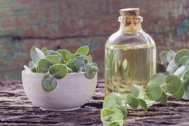 odun özü ve okaliptüs yaprakları