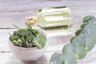 odun özü ve okaliptüs yaprakları