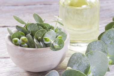 odun özü ve okaliptüs yaprakları