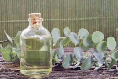 odun özü ve okaliptüs yaprakları