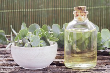 odun özü ve okaliptüs yaprakları