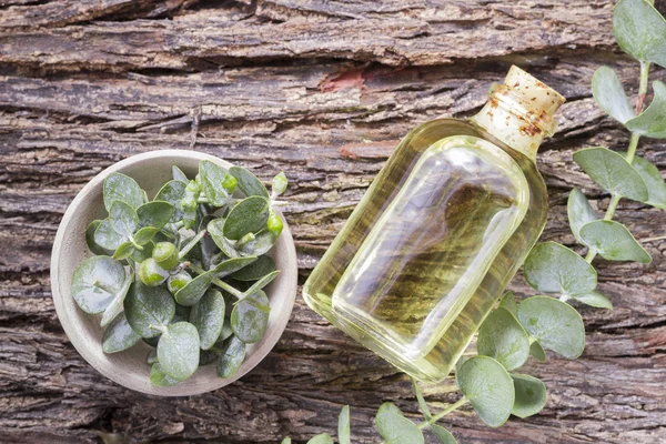 odun özü ve okaliptüs yaprakları