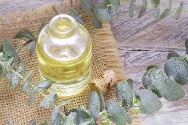 odun özü ve okaliptüs yaprakları