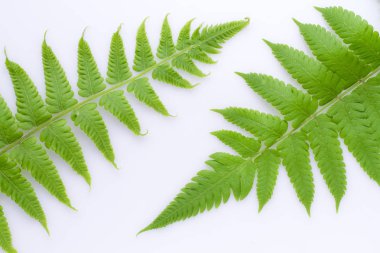 Beyaz arka plan (Filicopsida, Pterophyta, Filicinae o Polypodiophyta üzerinde izole fern yaprak)