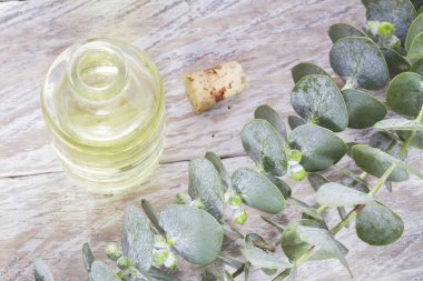 yaprakları ve okaliptüs yağı ahşap tablo