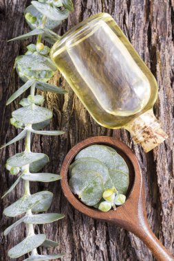 ahşap masa üzerinde petrol ve okaliptüs yaprakları