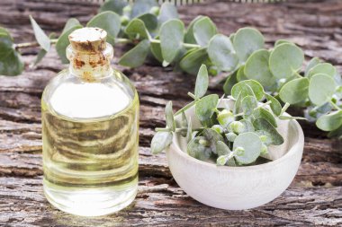 ahşap masa üzerinde petrol ve okaliptüs yaprakları