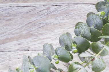 Okaliptüs yaprakları ahşap tablo