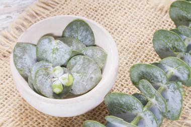 Okaliptüs yaprakları ahşap tablo