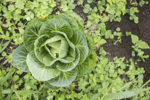 Repolho no jardim de casa (Brassica oleracea ) — Fotografia de Stock