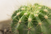 Cserepes kaktusz növény az asztalon, közelkép