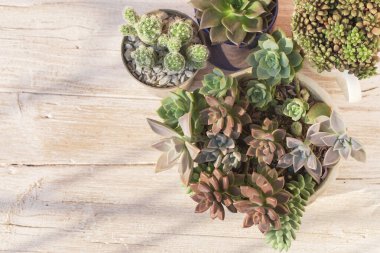 Kaktüs koleksiyonu ve ahşap üzerindeki sulu şeyler, yakın plan görüntü.