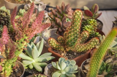 Kaktüs koleksiyonu ve ahşap üzerindeki sulu şeyler, yakın plan görüntü.