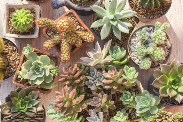 Kolekcja Kaktusów Sukulentów Drewnie Obraz Bliska — Zdjęcie stockowe