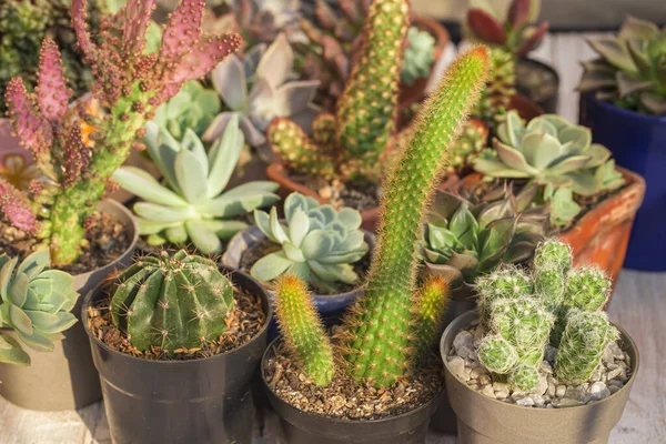 Raccolta Cactus Piante Grasse Legno Immagine Ravvicinata — Foto Stock