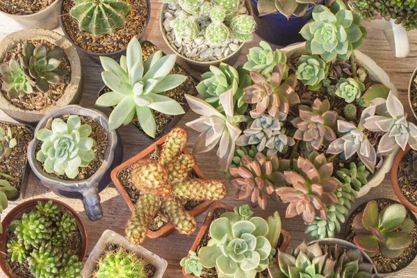 Insamling Kaktusar Och Suckulenter Trä Närbild — Stockfoto